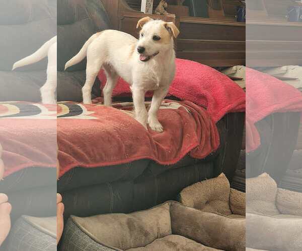 Medium Photo #3 Mutt Puppy For Sale in Spring Lake, NC, USA