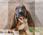 Puppy Female green Basset Hound