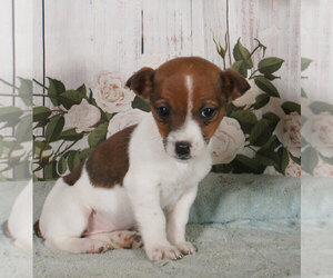 Jack Russell Terrier Puppy for sale in PENNS CREEK, PA, USA