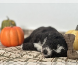 Aussiedoodle Miniature  Puppy for sale in PUEBLO, CO, USA