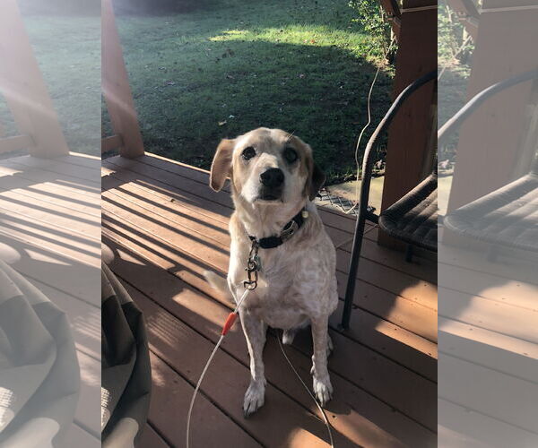 Medium Photo #2 Mutt Puppy For Sale in Rustburg, VA, USA