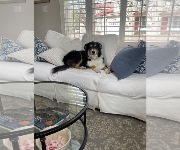 Medium Photo #2 Border Collie-Collie Mix Puppy For Sale in Pueblo West, CO, USA