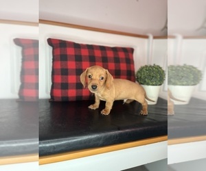 Doxie-Pin Puppy for sale in INDIANAPOLIS, IN, USA