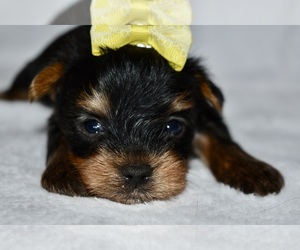 Yorkshire Terrier Puppy for sale in FAIRFAX, MO, USA