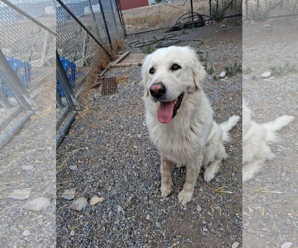 Medium Photo #2 Great Pyrenees Puppy For Sale in Bountiful, UT, USA