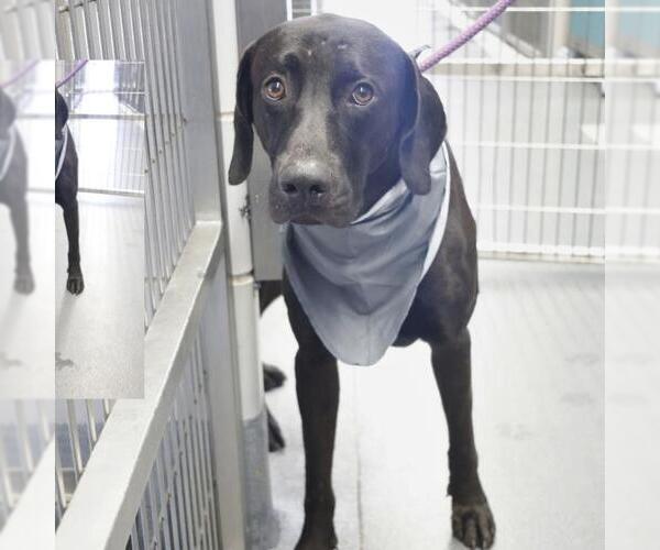 Medium Photo #1 Labrador Retriever-Unknown Mix Puppy For Sale in San Antonio, TX, USA