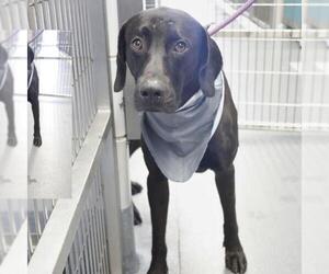 Labrador Retriever-Unknown Mix Dogs for adoption in San Antonio, TX, USA