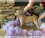 Small Photo #6 French Bulldog Puppy For Sale in PASO ROBLES, CA, USA