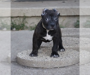 American Bully Puppy for sale in CHAMPAIGN, IL, USA