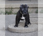 Image preview for Ad Listing. Nickname: Osiris