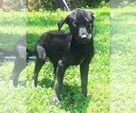 Small #3 Labrador Retriever Mix