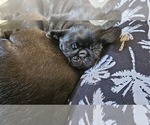 Puppy Stormy Pug