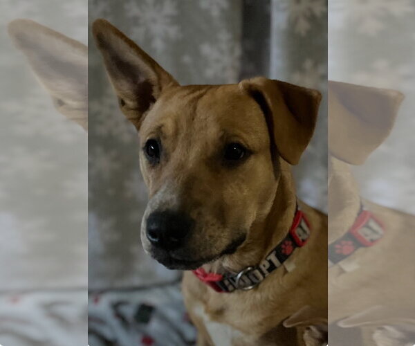 Medium Photo #12 Labrador Retriever-Unknown Mix Puppy For Sale in Fort Worth, TX, USA