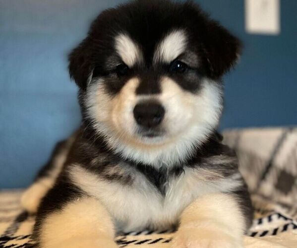 Medium Photo #2 Alaskan Malamute Puppy For Sale in WEST RICHLAND, WA, USA