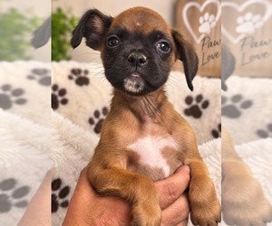 Boxer Puppy for sale in LAURENS, SC, USA