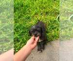 Small Mutt