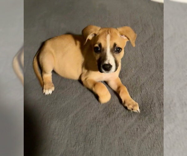 Medium Photo #3 Labrador Retriever-Unknown Mix Puppy For Sale in Plainfield, IL, USA