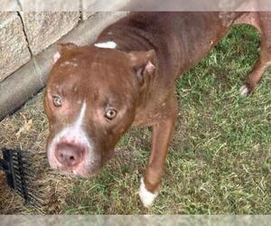 Mutt Dogs for adoption in Tulsa, OK, USA