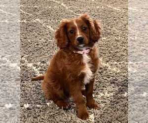 Cavapoo Puppy for sale in CARROLLTON, MO, USA