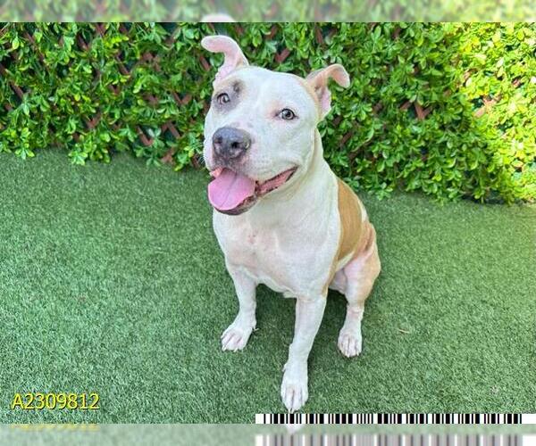 Medium Photo #2 American Pit Bull Terrier Puppy For Sale in West Palm Beach, FL, USA