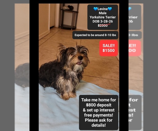 Medium Photo #1 Yorkshire Terrier Puppy For Sale in TUCSON, AZ, USA