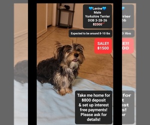 Yorkshire Terrier Puppy for sale in TUCSON, AZ, USA