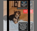 Image preview for Ad Listing. Nickname: Levine