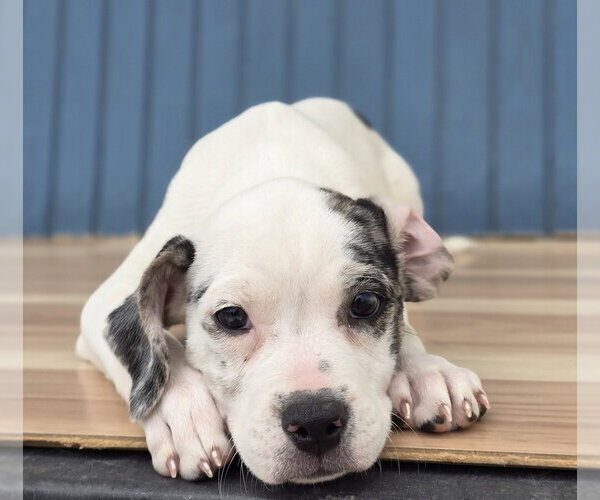 Medium Photo #2 Bulldog-Unknown Mix Puppy For Sale in Lakewood, CO, USA