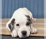 Small #1 Bulldog Mix