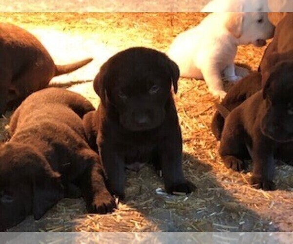 Medium Photo #4 Labrador Retriever Puppy For Sale in BELLINGHAM, MN, USA