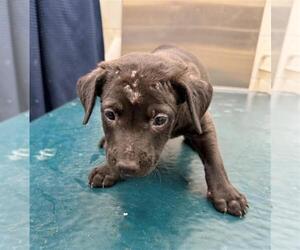 Labrador Retriever Dogs for adoption in Mobile, AL, USA