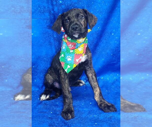 Medium Photo #2 Labrador Retriever-Unknown Mix Puppy For Sale in Wetumpka, AL, USA