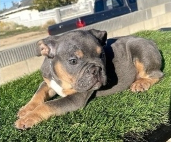 Medium Photo #4 English Bulldog Puppy For Sale in TUCSON, AZ, USA