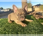 Small #7 French Bulldog