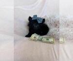 Small #14 Poodle (Toy)
