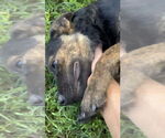 Small #3 Catahoula Leopard Dog-Plott Hound Mix