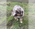 Small Photo #12 Australian Shepherd Puppy For Sale in EXETER, MO, USA