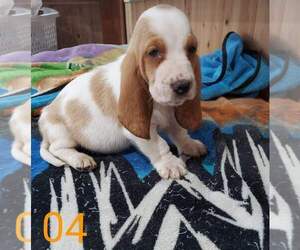 Basset Hound Puppy for sale in CENTRALIA, WA, USA