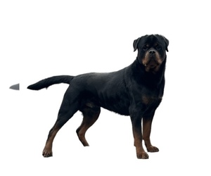 Father of the Rottweiler puppies born on 03/17/2023