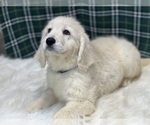 Small Photo #3 Goldendoodle Puppy For Sale in DUNDEE, OH, USA