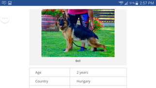 German Shepherd Dog Puppy for sale in CLEVELAND, OH, USA