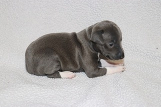 Italian Greyhound Puppy for sale in FULLERTON, NE, USA