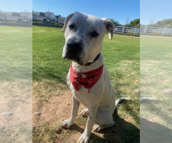 Medium Photo #10 Boxer-Dalmatian Mix Puppy For Sale in Chandler, AZ, USA