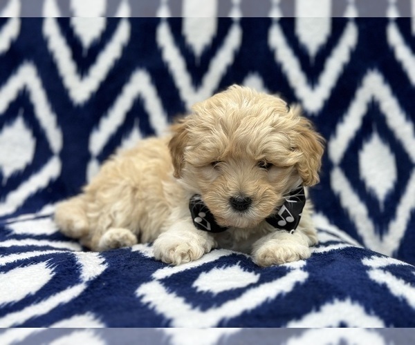 Medium Photo #1 Poovanese Puppy For Sale in LAKELAND, FL, USA
