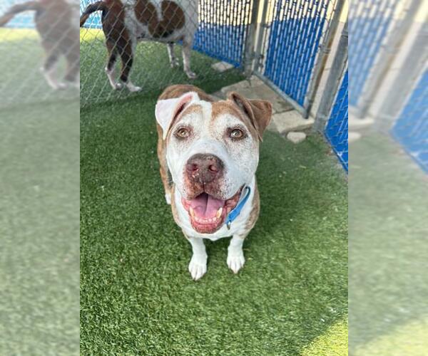 Medium Photo #2 American Pit Bull Terrier-Unknown Mix Puppy For Sale in Chula Vista, CA, USA