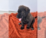 Puppy Brindle Goldendoodle-Pyrenean Shepherd Mix