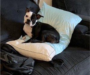 Mother of the Boston Terrier puppies born on 05/26/2025