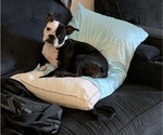 Small Photo #1 Boston Terrier Puppy For Sale in RICHMOND, TX, USA