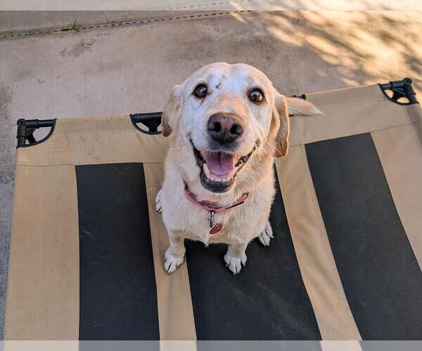 Medium Photo #1 Labrador Retriever-Unknown Mix Puppy For Sale in Clovis, CA, USA