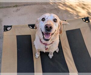 Labrador Retriever-Unknown Mix Dogs for adoption in Clovis, CA, USA
